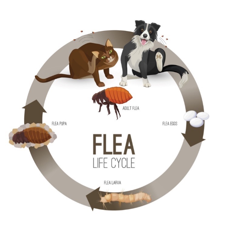 A diagram of a flea life cycle