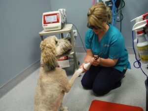veterinary-services 1