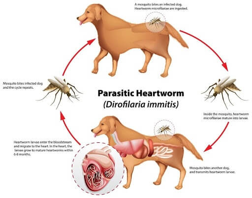 Mosquitos: The Harm They Can Cause to Your Pet