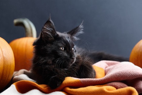 black cat lying on cloth, pumpkins