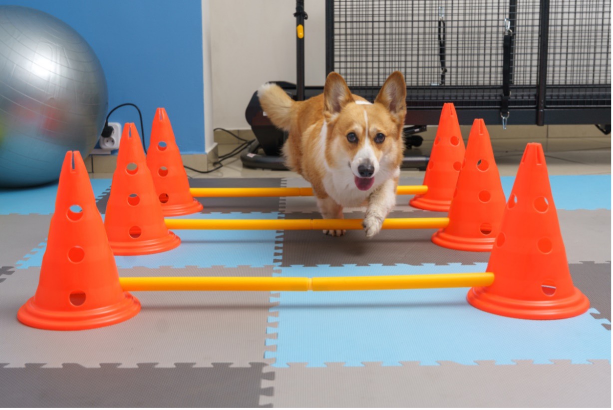 A dog jumping over a barrier, Combatting Pet Obesity