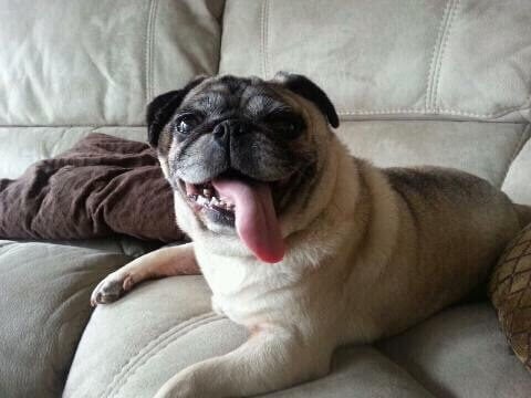 Pug
