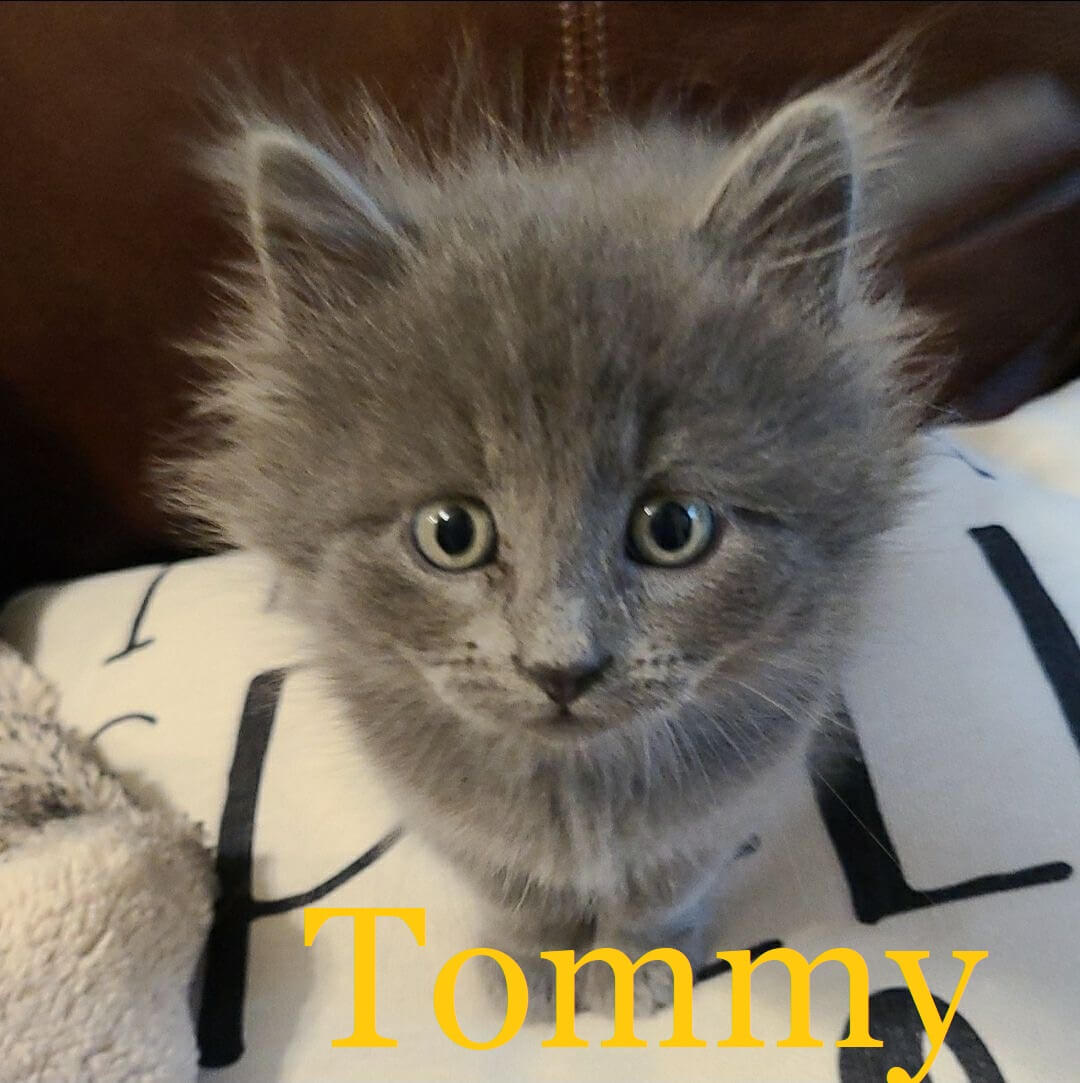 Tommy