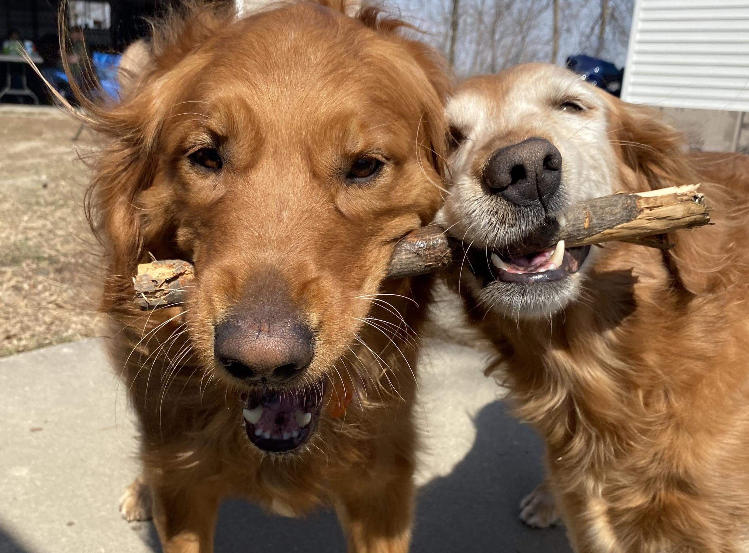 Dogs