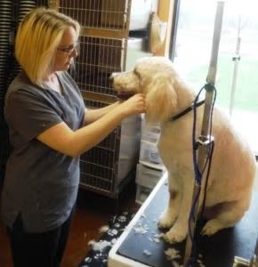 Pet Grooming in Cedar Falls