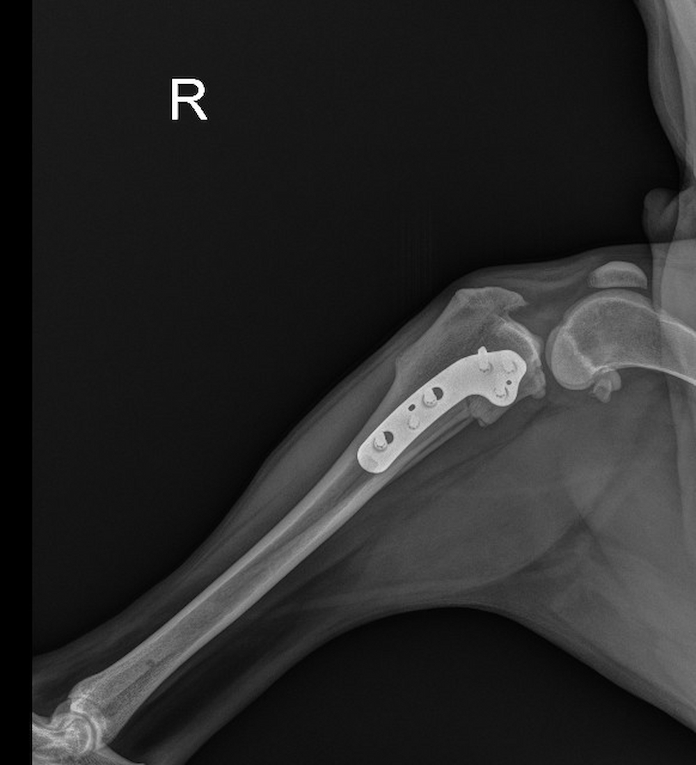 Does-My-Dog-Need-TPLO-Surgery-1.jpg (302.09 KB) Alternative text X-ray of a dog's knee after TPLO surgery showing the bone plate and screws used to stabilize the tibia during recovery.