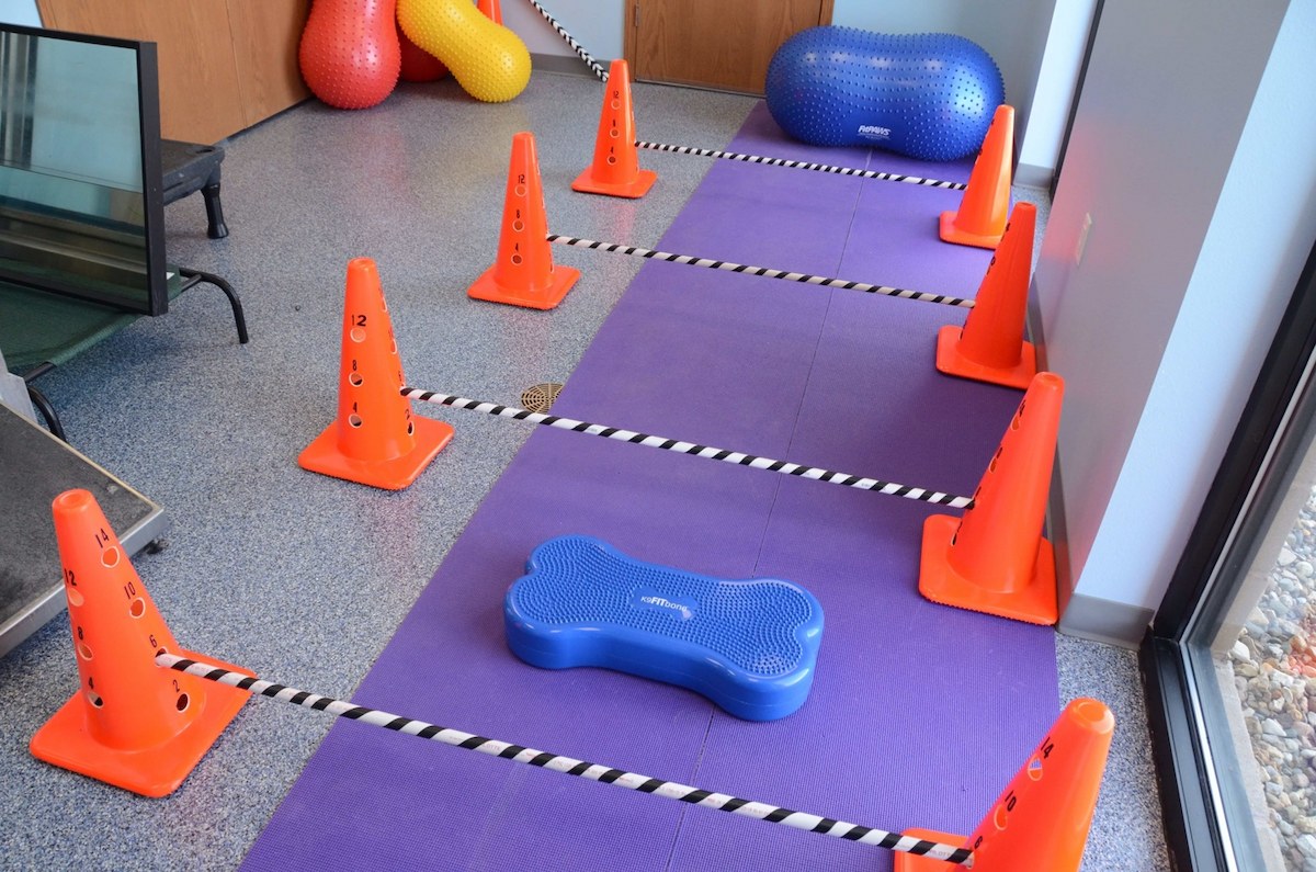 Does-My-Dog-Need-TPLO-Surgery-2 Canine rehabilitation room with balance equipment, step-over poles, and exercise tools used to help dogs recover strength and mobility after TPLO surgery