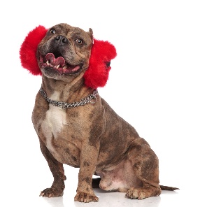 How to Calm Pets During Fireworks This 4th of July, A dog smiling