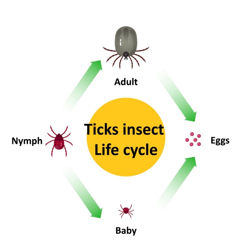 A diagram of the life cycle of a tick