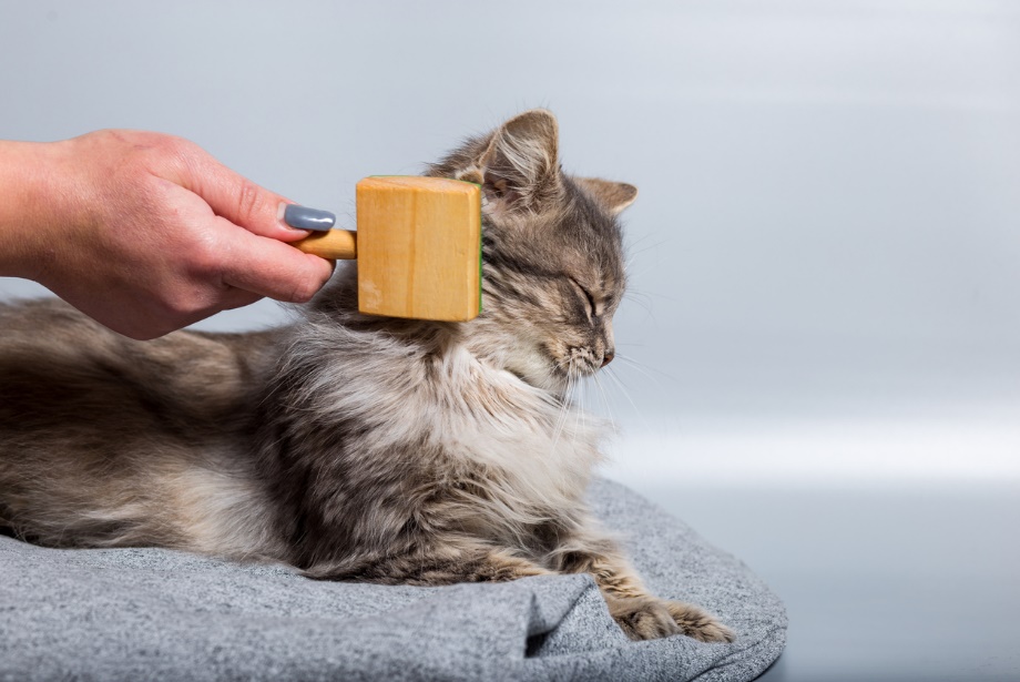 Pet grooming for dogs and cats, A fluffy cat getting groomed