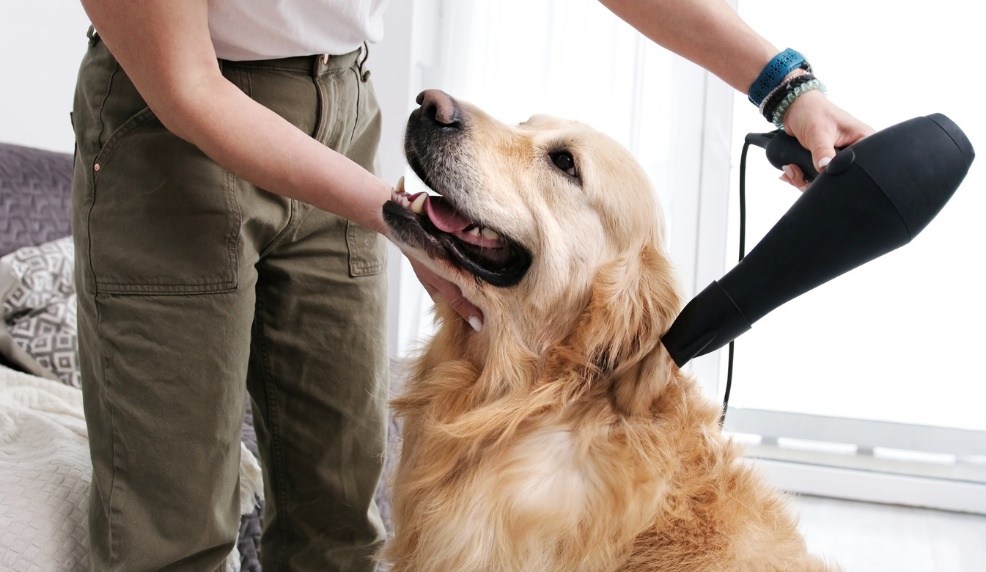 Pet grooming for dogs and cats, A dog getting brushed
