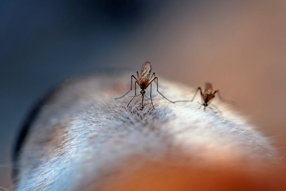 heartworm disease prevention, A mosquito