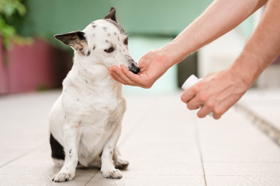 heartworm disease prevention, A dog taking a pill