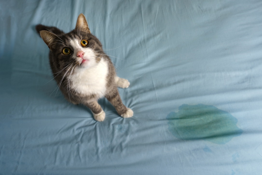  cat or dog peeing more than usual, A cat on a bed next to a urine puddle