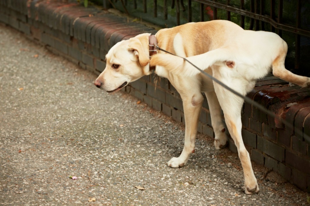  cat or dog peeing more than usual, A dog peeing