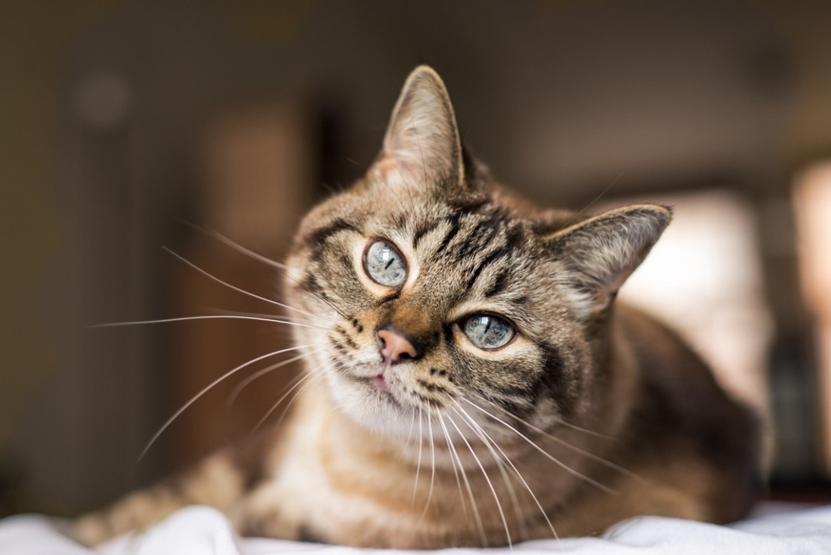 Pet cancer, A cat lying on a bed looking at the camera