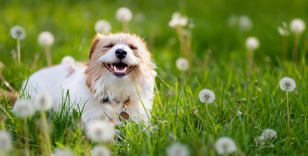A dog running in a field, Pet Allergy Awareness