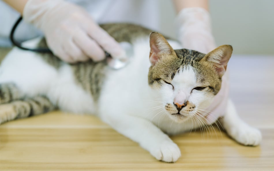 A cat, Pet Allergy Awareness