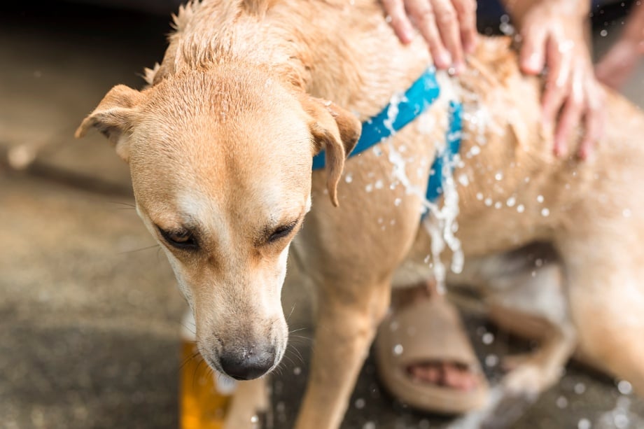 A dog getting washed, Pet Allergy Awareness