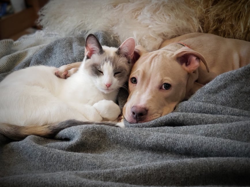 A cat and dog lying together, Pet Allergy Awareness