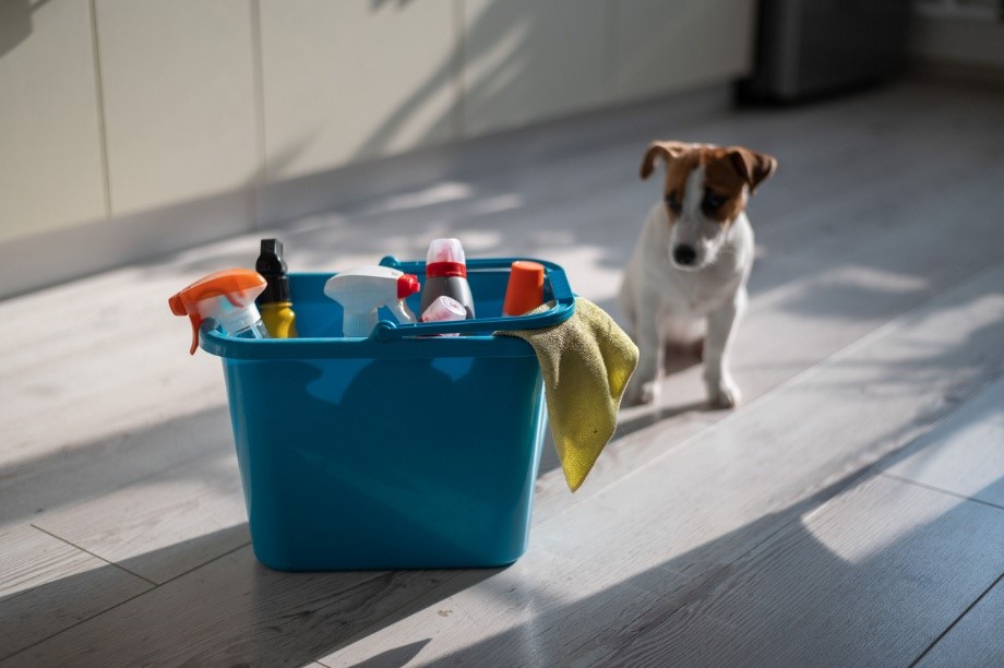 A dog standing next to a bucket of cleaning supplies, Pet Poison Prevention