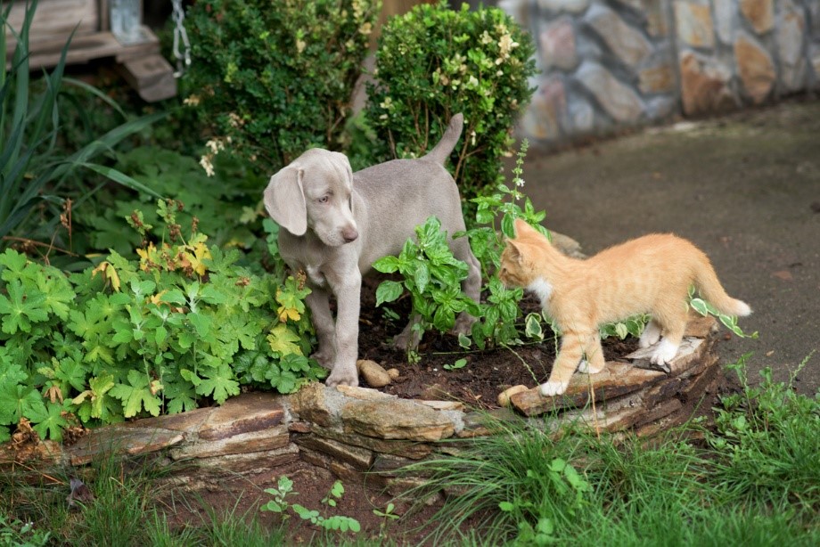 A cat and dog in a garden, Pet Poison Prevention