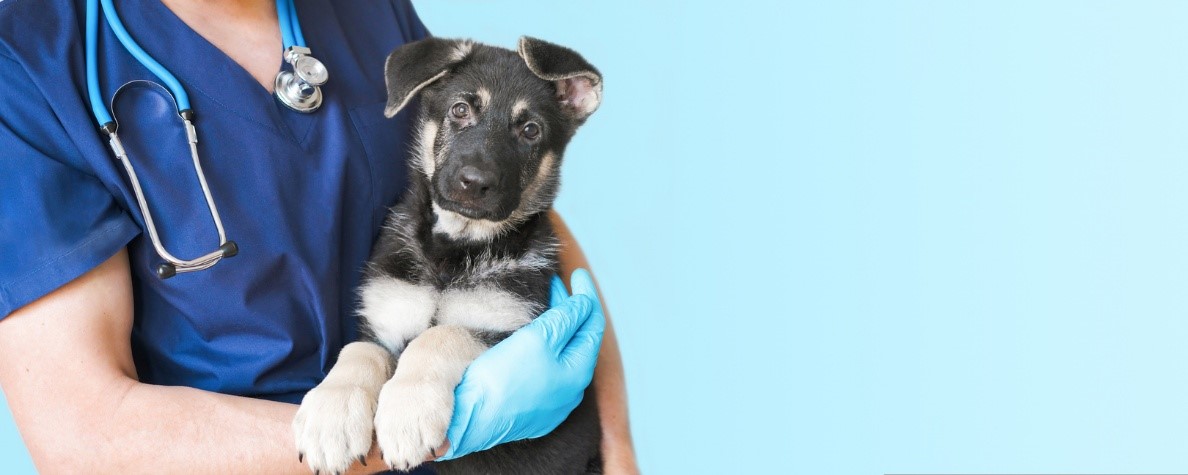 A person holding a puppy, Pet Poison Prevention