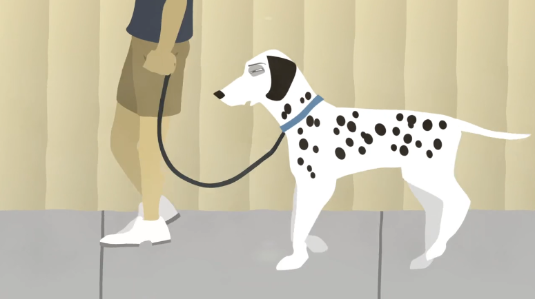 Summer Pet Safety Tips, A dog smiling