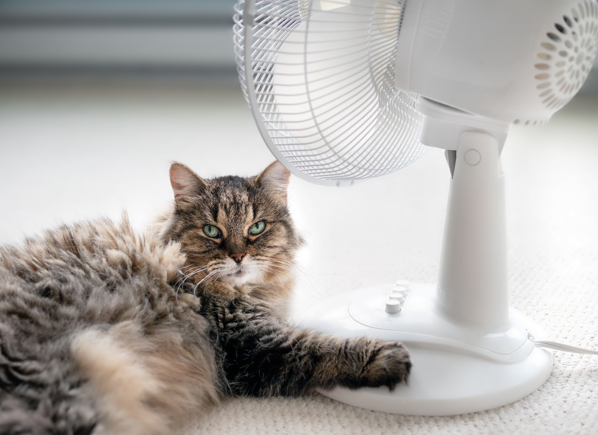Summer Pet Safety Tips, A cat lying down