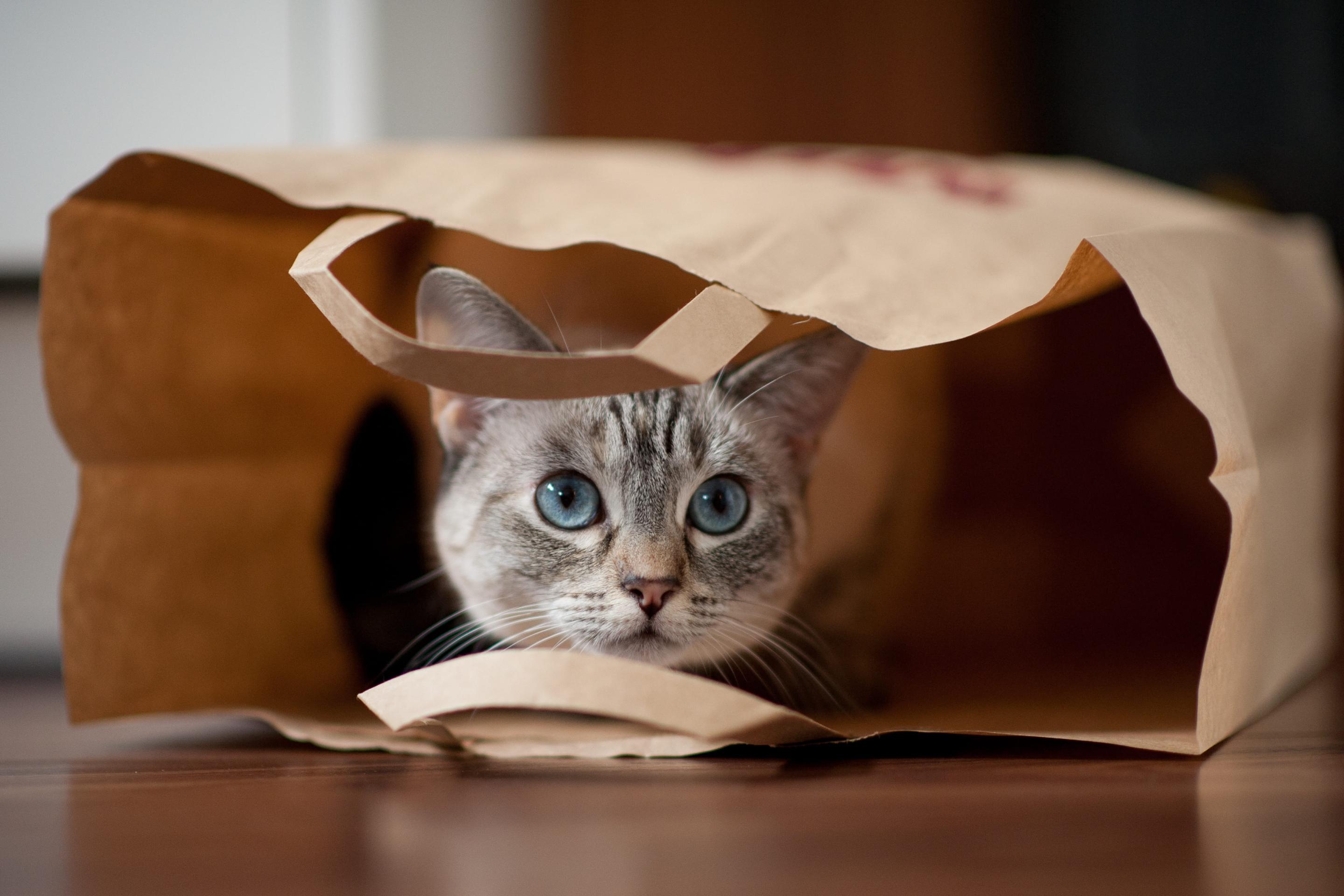 Summer Pet Safety Tips, A cat lying in a brown bag