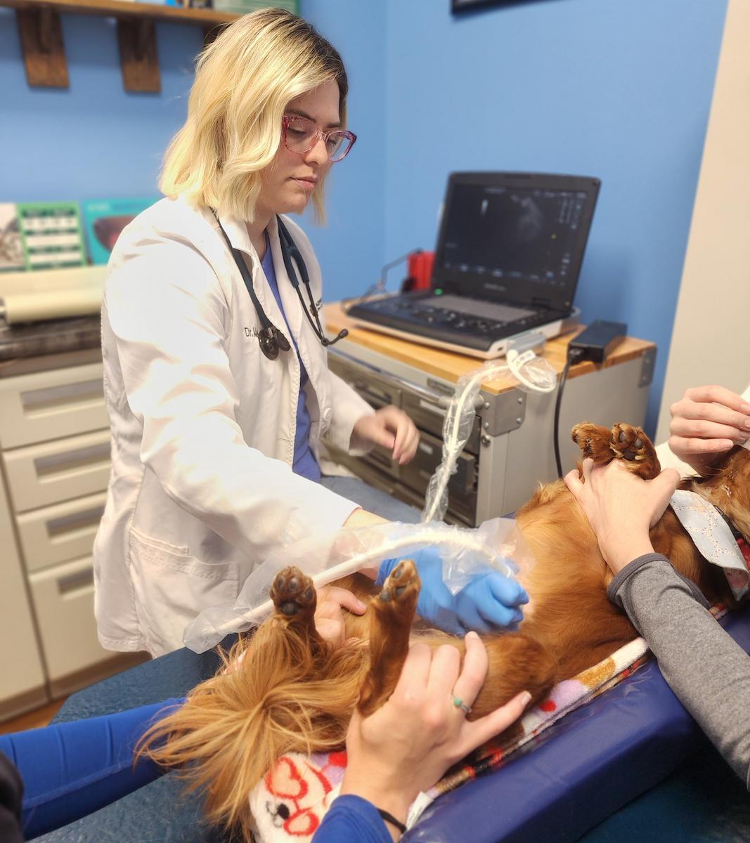 Ultrasound_for_Dogs_1.jpg
