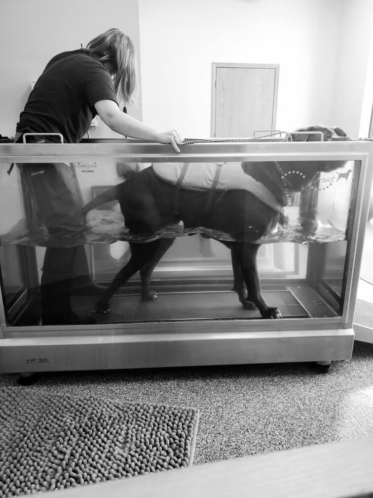 hip-displasia-1 Dog receiving underwater treadmill rehabilitation therapy to support mobility and comfort with orthopedic conditions such as hip dysplasia.