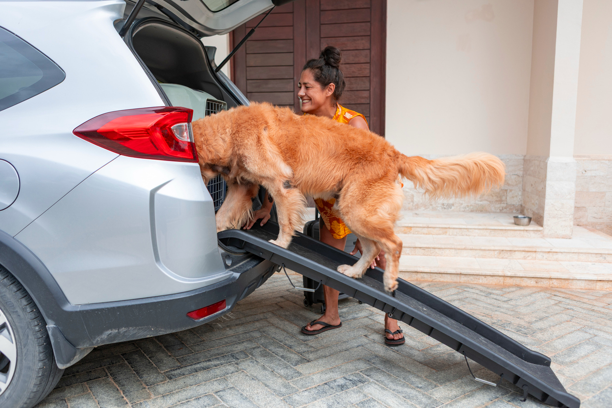 hip-displasia-2 Owner helping a Golden Retriever use a ramp to get into a vehicle, highlighting mobility changes that may occur with hip dysplasia.