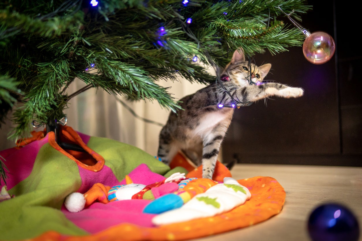 holiday-1 Holiday Pet Safety Tips, A cat playing with the Christmas tree decorations