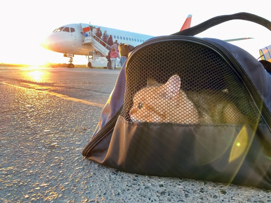 holiday-2 Holiday Pet Safety Tips, A cat in a pet cage on a runway