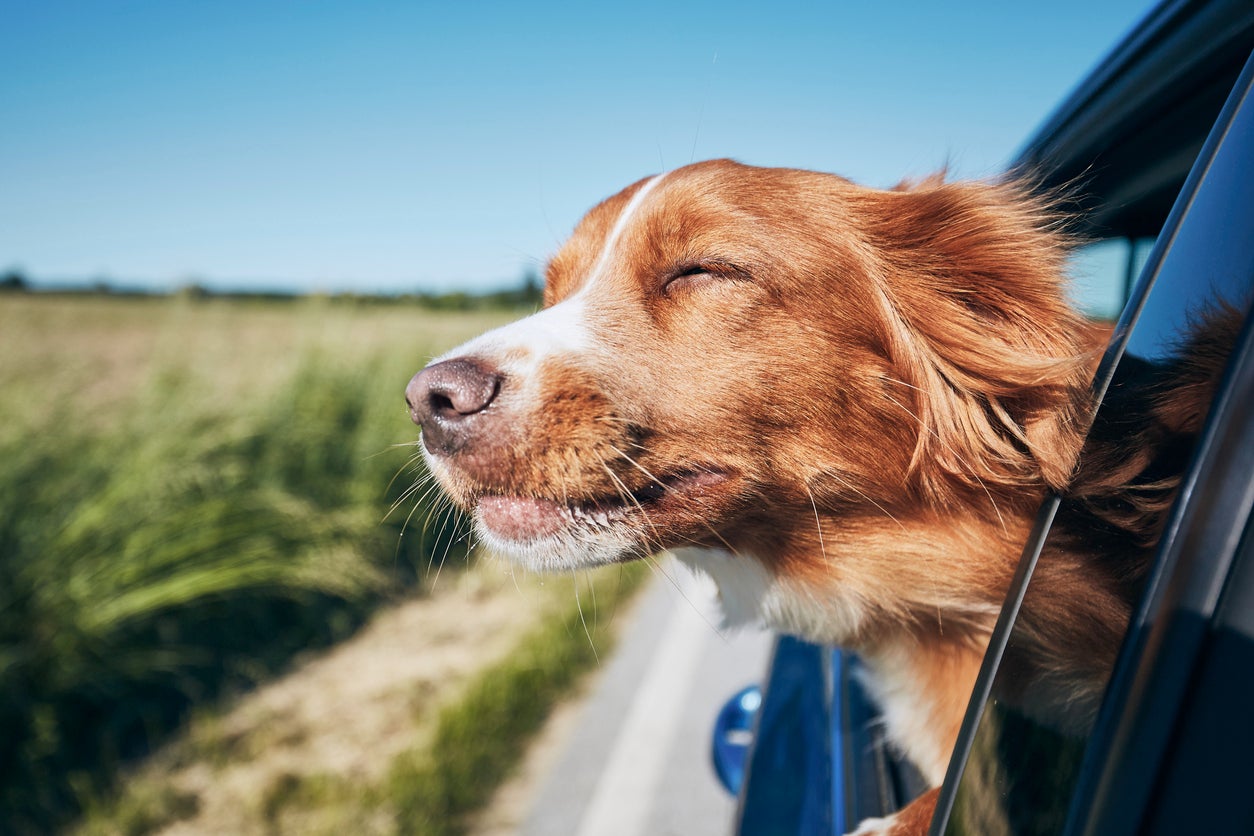 holiday-4 Holiday Pet Safety Tips, A dog with its head out of the window of a car