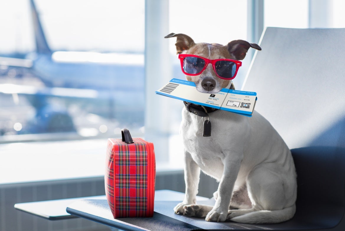 Dog wearing sunglasses and holding a boarding pass while sitting beside a suitcase at an airport, illustrating pet air travel.