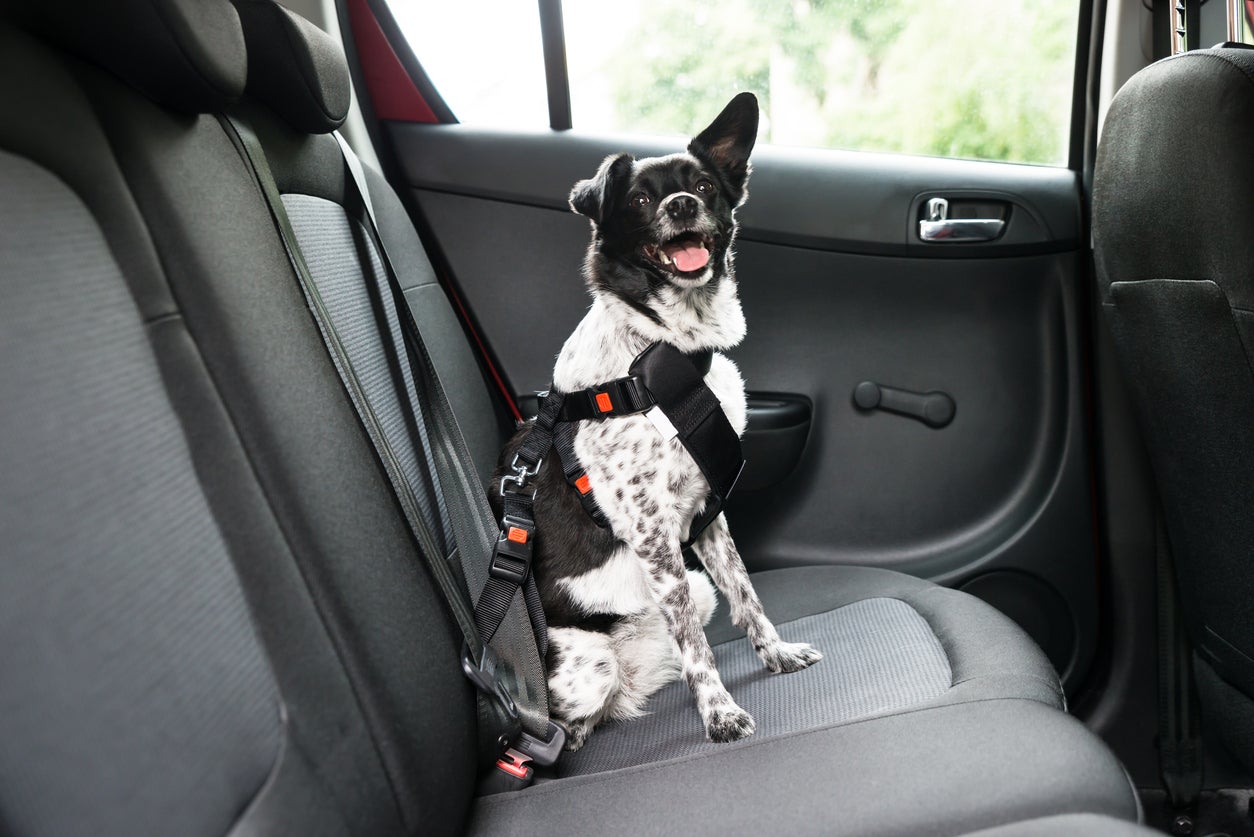Medium black and white dog secured with a pet seat belt harness in the back seat of a car for safe travel.