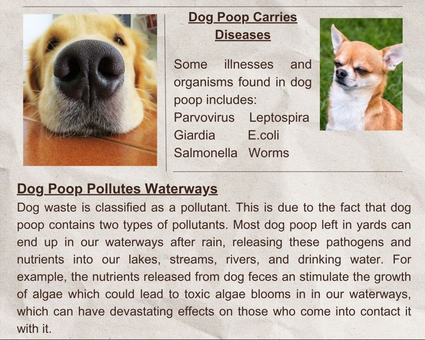 poop