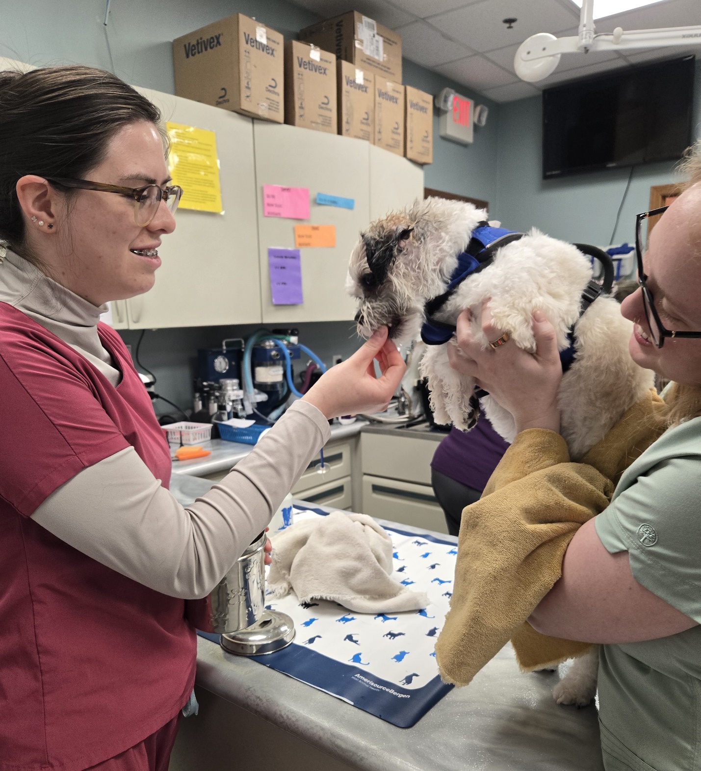 scooting-2.jpg Veterinarian examining a dog during a visit at Advanced Pet Care Clinic.