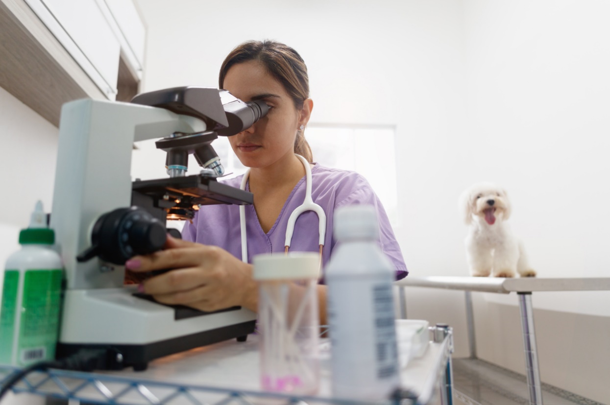 scooting-3.jpg Veterinary professional using a microscope to help diagnose causes of dog scooting.