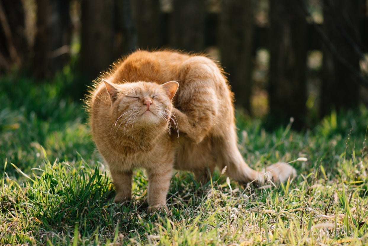 why-is-my-pet-so-itchy-signs-of-mites-in-dogs-and-cats-1 Orange cat scratching itchy skin outdoors in grass