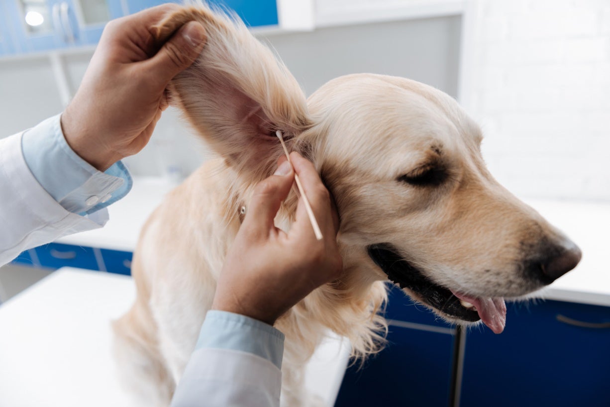why-is-my-pet-so-itchy-signs-of-mites-in-dogs-and-cats-3 Veterinarian checking a dog’s ear for mites and irritation