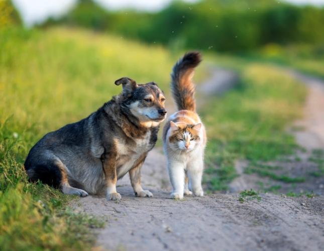 Winter joint pain in pets, A dog and a cat walking together