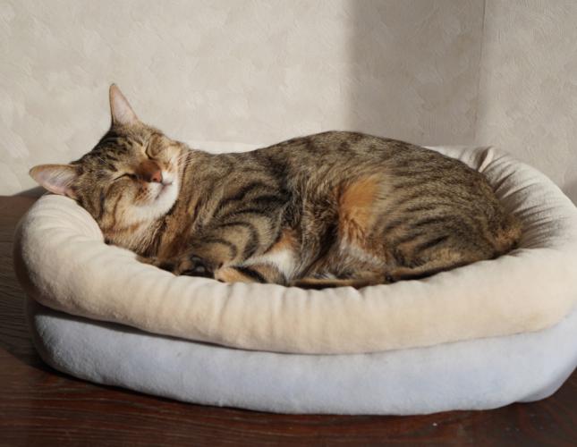 Winter joint pain in pets, A cat lying is a cat bed