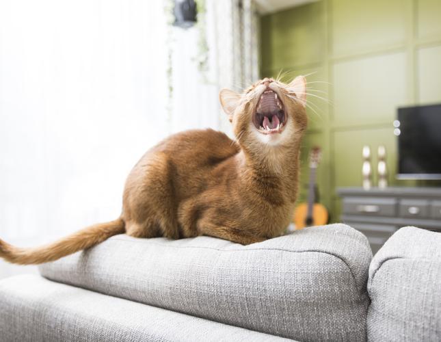 bad breath in dogs and cats, A cat sitting on a couch