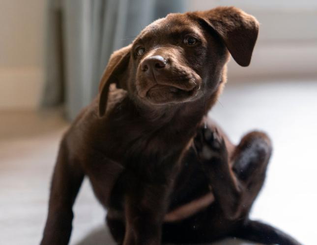 Chocolate Labrador puppy scratching its ear.