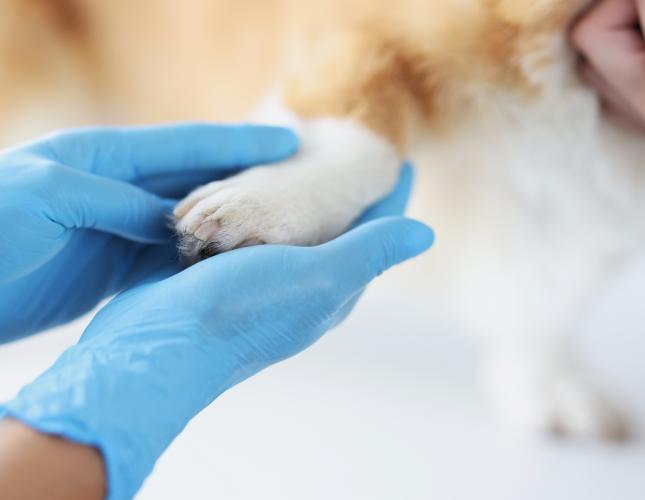Veterinarian examining a dog’s paw to identify causes of excessive paw licking.