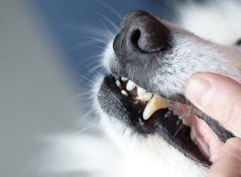 Pet Dental Health at Advanced Pet Care Clinic