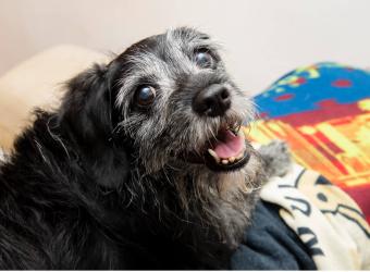 advanced pet care clinic